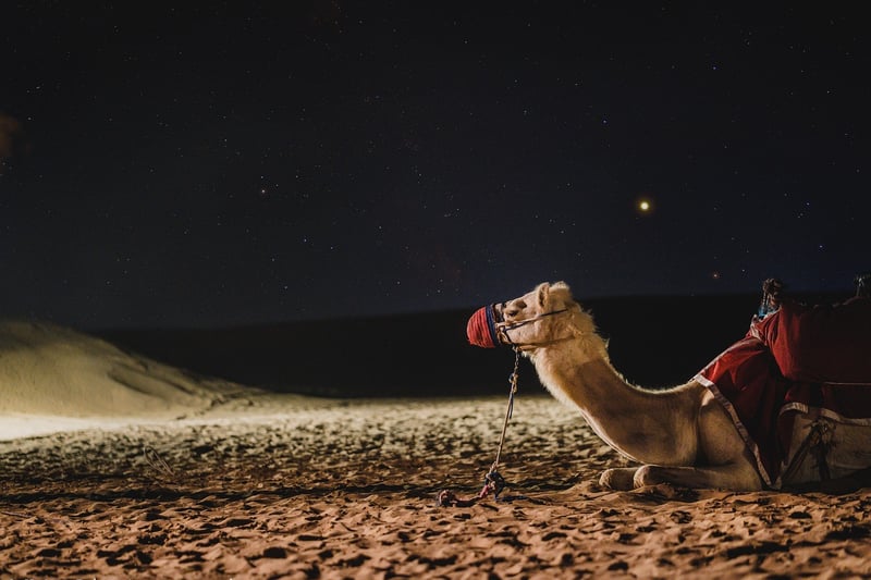 Camel Treks