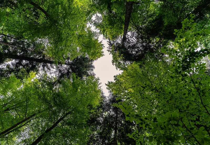 Canopy Tour